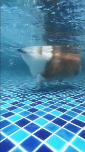 Corgi dog swimming in the pool | amazing animals #84 | #shorts