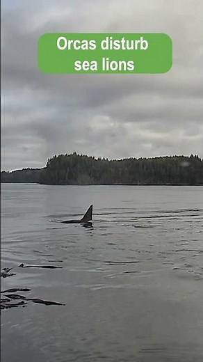 Orcas Disturb Sea Lions