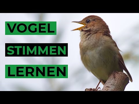 5 einfache Tipps zum Vogelstimmen lernen