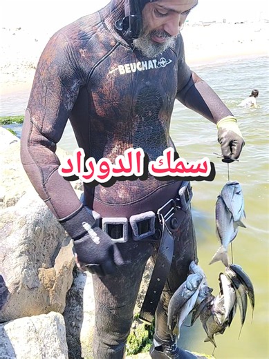 حصيلة متنوعة ليوم الجمعة #spearfishing #صيد_السمك #chassesousmarine #سمك #صيد