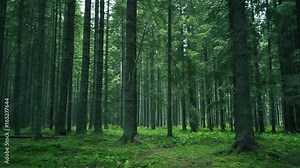 Green Forest. Pine Trees Fairy Forest. Untouched spruce.Elf land. Forest pattern. Camera movement inside the forest. Moths and fir with moos on the ground