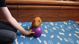 98K views · 2.5K reactions | TJ has a new trick! This trick was initially just supposed to be him pushing the ball with his front paws, but TJ decided it was more fun to jump all the way onto the ball. Such an overachiever. <3 | Amazing Animal Tricks | Facebook