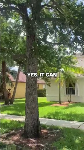 Can a Beautiful Tree Delay a Closing? Yes, It Can. - GC Global Realty #shorts