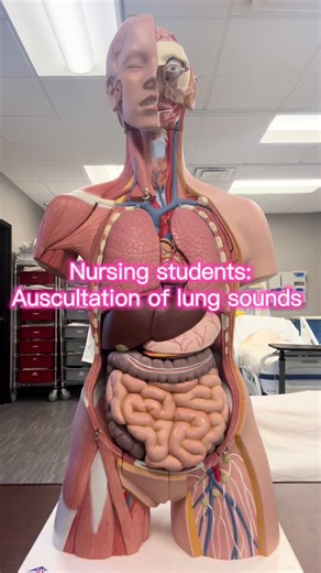 Auscultation of the lungs is a critical component of the respiratory examination, using a stethoscope to assess airflow, identify breath sounds (vesicular, bronchial), and detect abnormal sounds like crackles, wheezes, or rhonchi. It is performed on bare skin in a symmetrical, side-to-side, zig-zag pattern, covering both anterior and posterior chest walls to evaluate all lung lobes. #nursingstudent #nursingschool #nursingschoolhacks #vitalsigns #lungs
