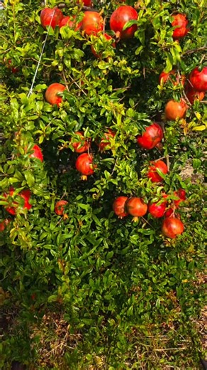 Shivaji Jadhav on Instagram: "स्वराज ❤️9561221224 #agro #atpadi #pomegranatejuice"