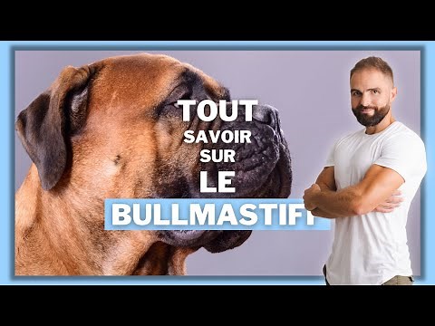 Race de chien Bullmastiff : caractère, dressage, comportement, santé de ce chien de race