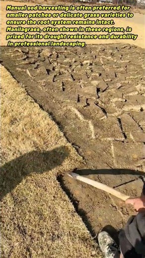 The Traditional Art Of Harvesting Fresh Sod By Hand