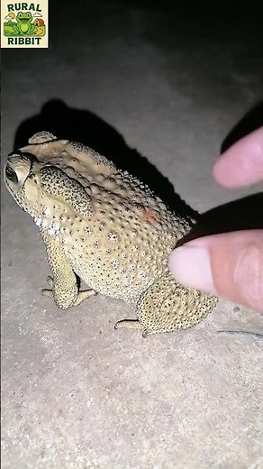I Found This Big Toad at Night! 🐸😮 #Shorts