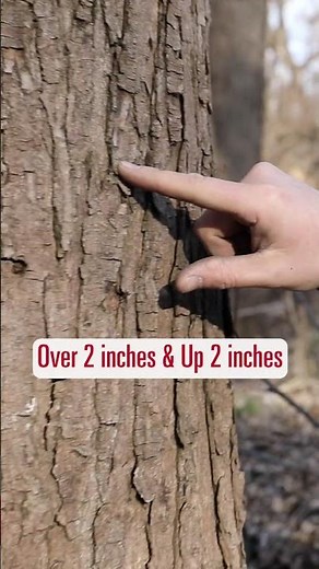 Sweet Secrets: Unlocking the Art of Tapping Maple Trees for Syrup