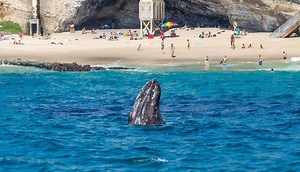 Whale Watching Laguna Beach | Captain Dave's Whale Watching