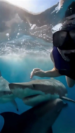 Dolphin Saves Human from Shark in Terrifying Ocean Moment 😱🐬
