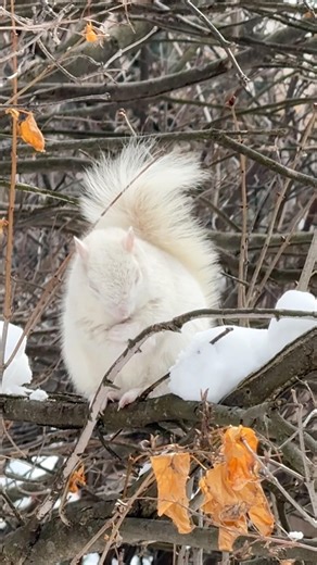 Albino squirrel #squirrel #wildlife