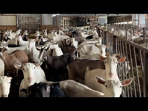 Touring Minnesota’s Largest Dairy Goat Farm