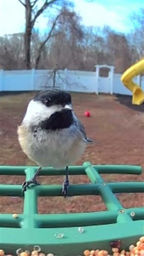 Black-Capped Chickadee Singing A Sweet Song, Merrily Eating Breakfast #birdsong #birdwatching