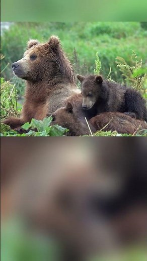 Mama Bear & Her Cubs: An Unbelievable Survival Story