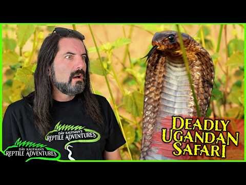We found one of Africa's DEADLIEST SNAKES on Safari! What happened on the way was shocking!