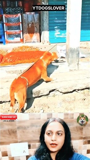 Doggo Ki Bread Eating Fail😂| Funniest Dog Video Ever| #dogesh #funny #comedy #dog #dogcomedy #shorts