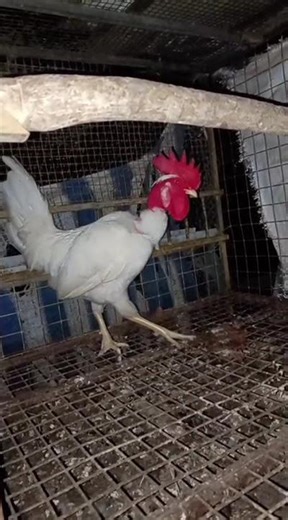 White Naked Neck Chicken in Cage 🐔
