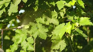 Spraying grape leaves, pest control. Beautiful drops on the leaves shimmer in the sun.