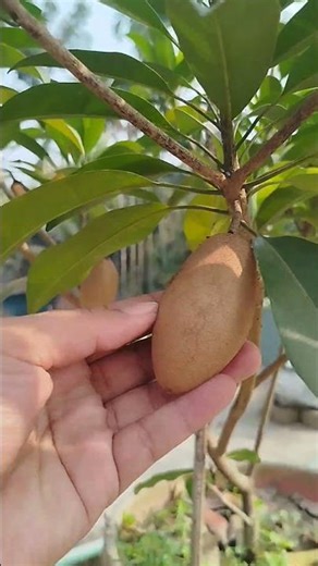 Sweet Sapodilla Harvest from Saad Garden 🍐 | Organic Fruit Farming #shortvideo #fruit #asmr #usa