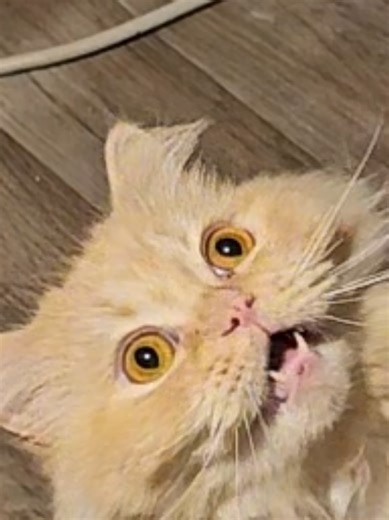 pure confusion in his eyes #scottish #cat #funny #cats #egirl | cat