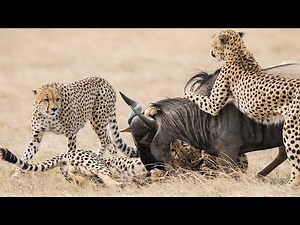 Scaredy Cheetahs: 5 Cheetahs Chase and Kill a Wildebeest - Animals Attack And Fight
