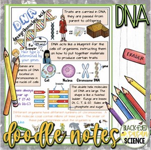 DNA Doodle Notes & Quiz | Middle School and High School Biology Visual