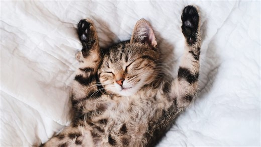 Can You Ace the Ultimate Cat Quiz?