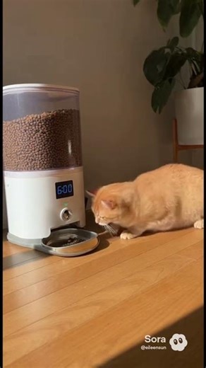 The cat sleeps next to the automatic feeder, waking up instantly when #cat #automatic