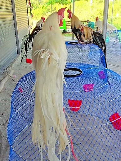 Japanese long-tailed chickens are raised to enhance their prestige. They can cost a hundred thous...