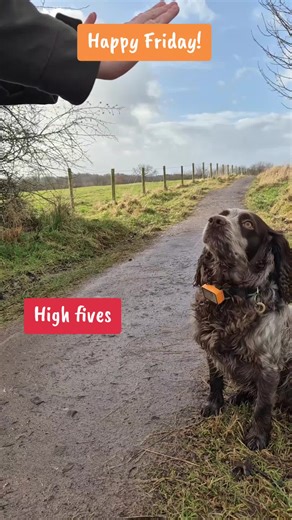 The dogs were out doing all the fun stuff today! Dog walking life! #dogs #dogsoftiktok #dogtok #doglife #doglover