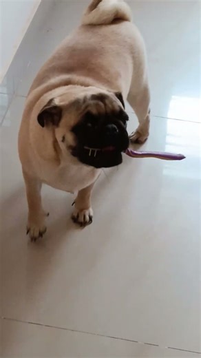 this is the way my pug lilly brush her teeth #shorts