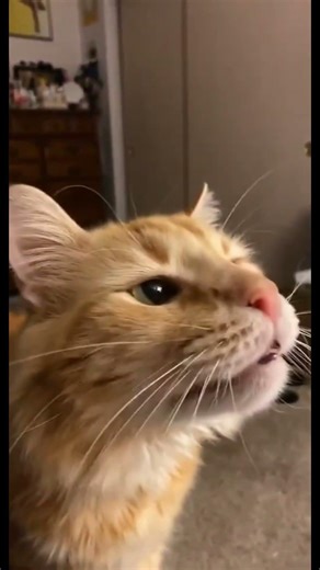 Cats get brain freeze reactions. #cat #catshorts #funny