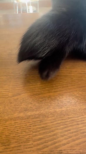 かわいい猫の二股尻尾に癒される | 猫 しっぽ 動画