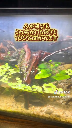 サワガニの飼育方法と水槽の秘密