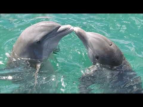 Imágenes de delfines, fotos de delfines en el mar, hermosos