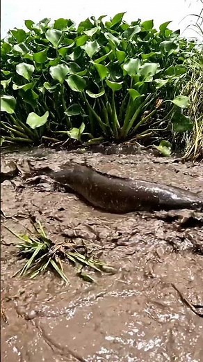 🔥 Amazing Traditional Fishing In Mud 140 2K - You Won't Believe This! ✨