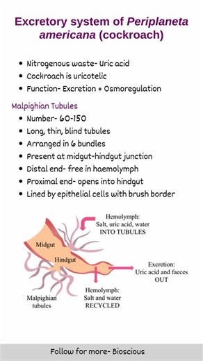 Bioscious on Instagram: "Excretory system of Periplaneta americana (Cockroach) 🪳 #bioscious #biology #zoology #botany #studygram"