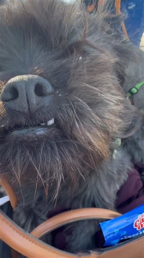 18 reactions | The Season of Giving vastly approaches and we’re getting ready to do something nice for the pets and pet parents in our Northside Neighborhood. All thanks to the support and donations from our rescue community. Special thanks to @inzunzalisa for the amazing dog bed donation. @amontiel_community_banking for all the portable dog bowls and everyone who has dropped stuff in the bin. Y’all are the best. More info TBA. | Adopt My Block | Facebook