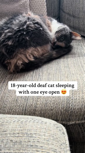 Adorable Deaf Cat Sleeping with One Eye Open