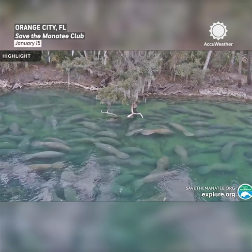 Hundreds of manatees are crowding Florida’s warm-water springs as a cold snap moves in 🌊🥶 At Blue Spring State Park, 626 manatees have gathered, doubling Thursday's count! | AccuWeather