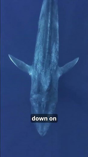 Why Land Is Deadly for Whales #wholesome #facts #animals #ocean #whale #wildlife #animalfacts