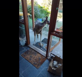 Visited by a friendly kangaroo