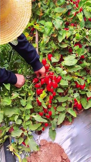 Picking cherry tomato 1602 #shorts #growingtomatoes