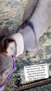 13K views · 439 reactions | Aladdin got out of surgery a little while...