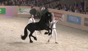 96K views · 1.3K reactions | En attendant la vidéo complète, voici quelques images de celui que tout le monde attendait de voir, LA star que les spectateurs accueillent comme tel: JASPER 366. Il entre sur la carrière sous les acclamations du public et fait le show! C'est une ambiance incroyable! | Le cheval Frison | Facebook