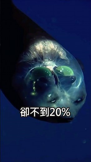 来自深海神秘生物的吼聲？The bloop: 驚悚的未知海底声音频率