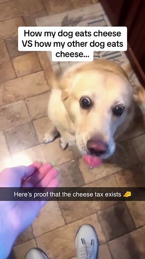 Dog and food#dog#funny#funnyanimals#funnypets#animals #dogsofttiktok #pet #foryou #longervideos