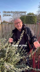 Plants for dry sunny places Teucrium fruticans#plants #gardening #garden #plantsplantsplants #plantsmakepeoplehappy #gardenhacks | Dave The Plantman