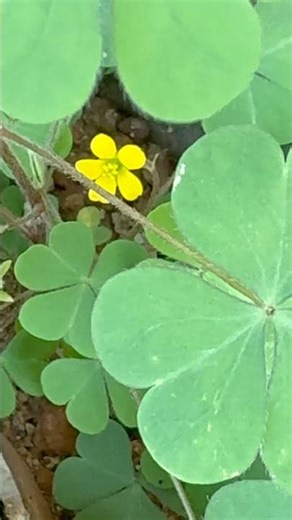 Yellow joy on green clovers : Wood Sorrel #shortsfeed #shortsyoutube#shorts